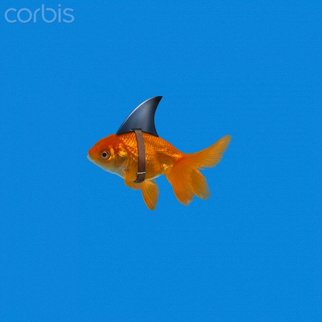 Goldfish wearing shark fin