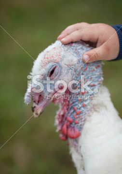 Soft turkey… warm turkey… dinner. - NoodleHaus