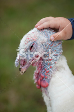 stock-photo-41172598-child-and-turkey
