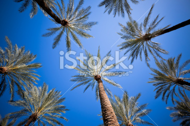 stock-photo-16103065-palm-trees