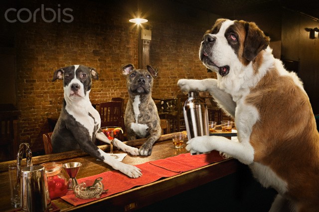 Three dogs drinking in bar --- Image by © Dale May/Corbis