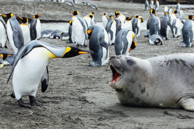 07 Mar 2009, Antarctica --- King penguin argues with seal --- Image by © Michael Kai/Corbis