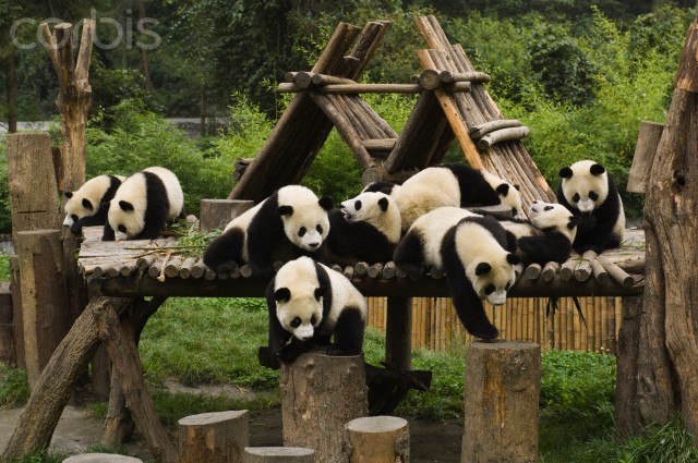 Wolong National Nature Reserve, Sichuan Province, China --- Giant Panda (Ailuropoda melanoleuca) group of nine on playground, Wolong Nature Reserve, China --- Image by © Katherine Feng/Minden Pictures/Corbis