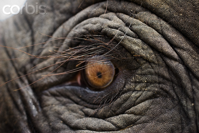 Closeup of an elephants eye