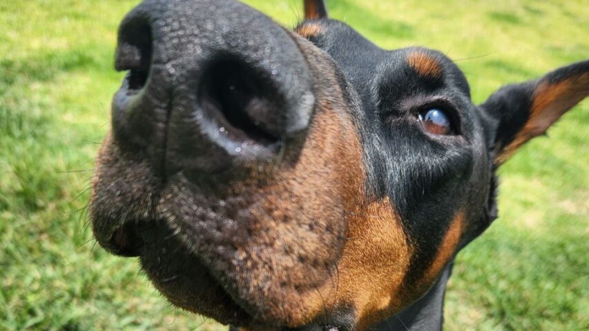 InHaus: Zeus (Moose) - NoodleHaus